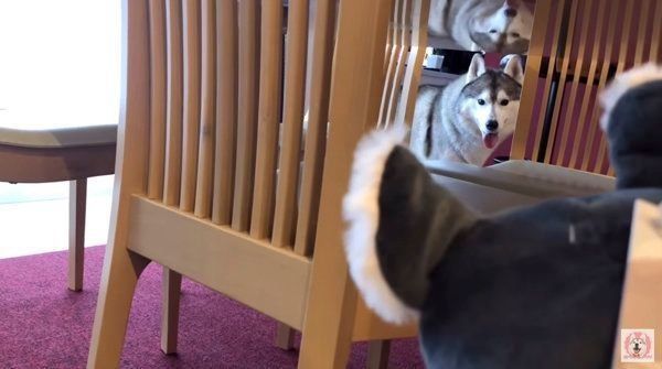 シベリアン・ハスキーの文太ちゃん