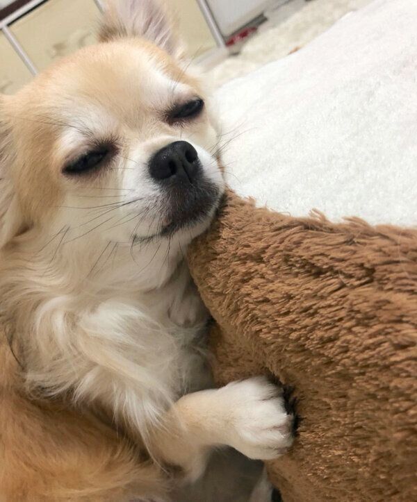 くつろぐちくわくん