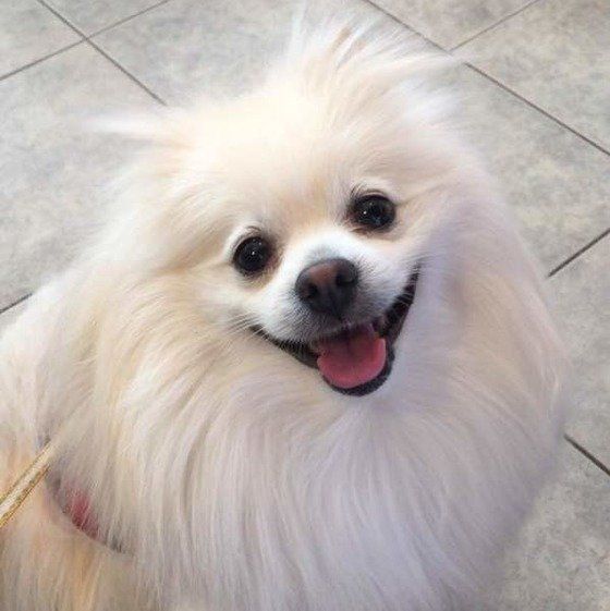 笑顔のポメラニアンモコくん