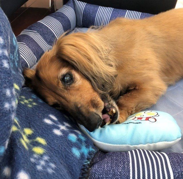 飼い主を警戒する愛犬