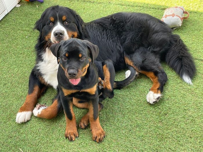 くっつくセドリックくん、タイカンくん