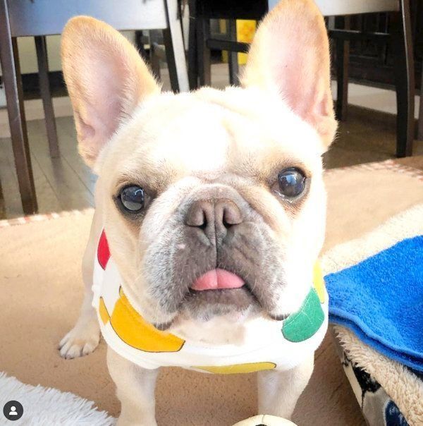 元繁殖犬・フレンチ・ブルドッグのもなちゃん