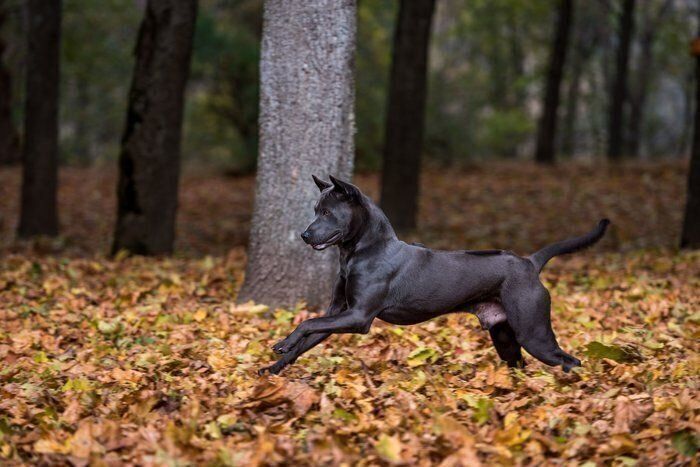 タイ・リッジバッグ・ドッグ