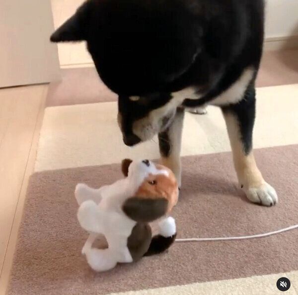 動く犬のぬいぐるみを見て戸惑うこてつくん