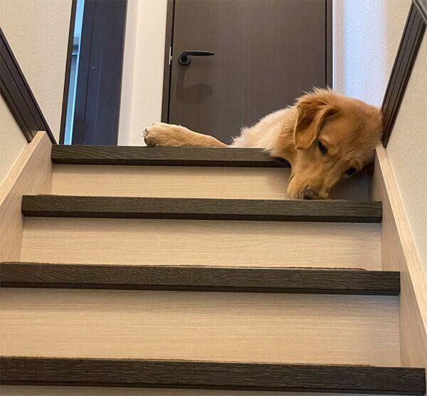 階段から見下ろすセナくん