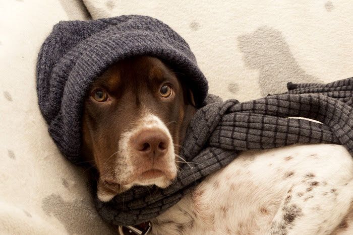 冬支度のイングリッシュポインター