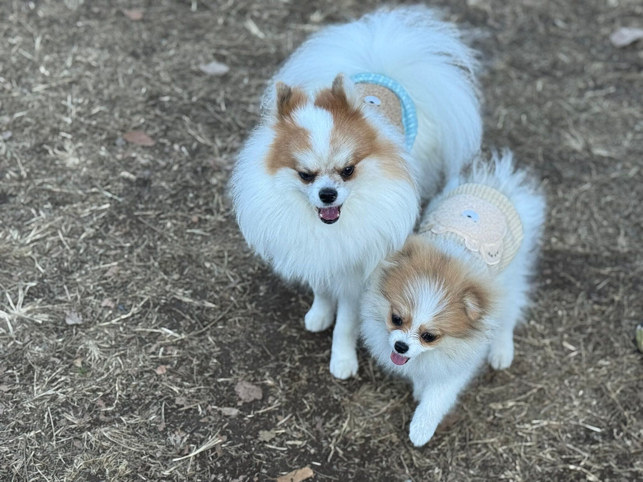 ドッグランデビューをしたダイヤちゃん