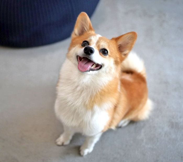 笑顔が可愛いピースくん