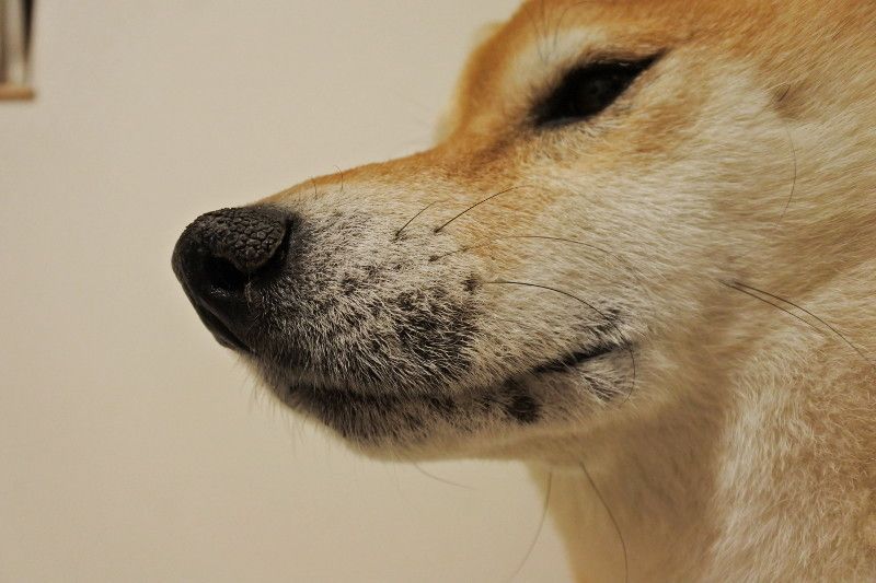 ハゲ散らかしてました