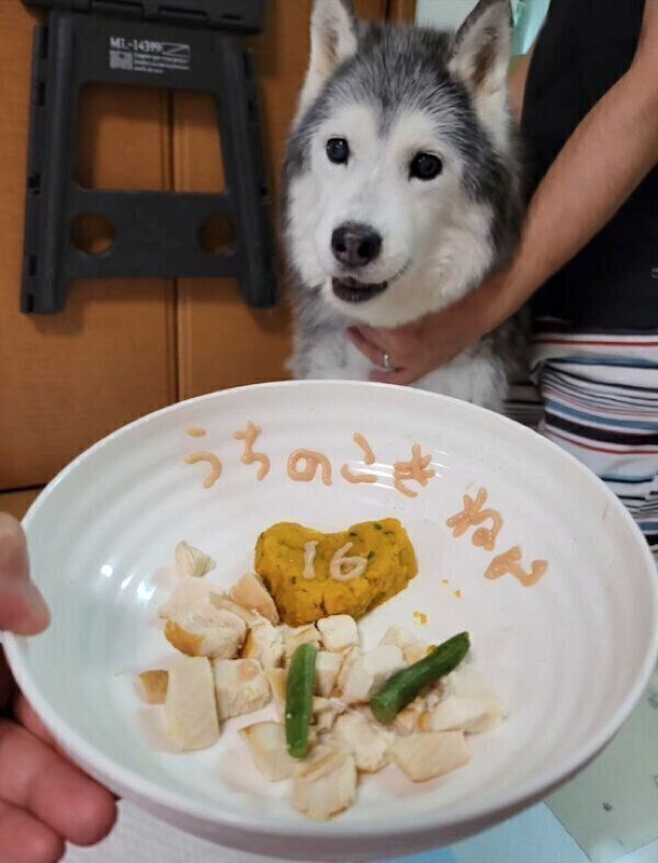 16回目の「うちのコ記念日」を迎えたセリカちゃん