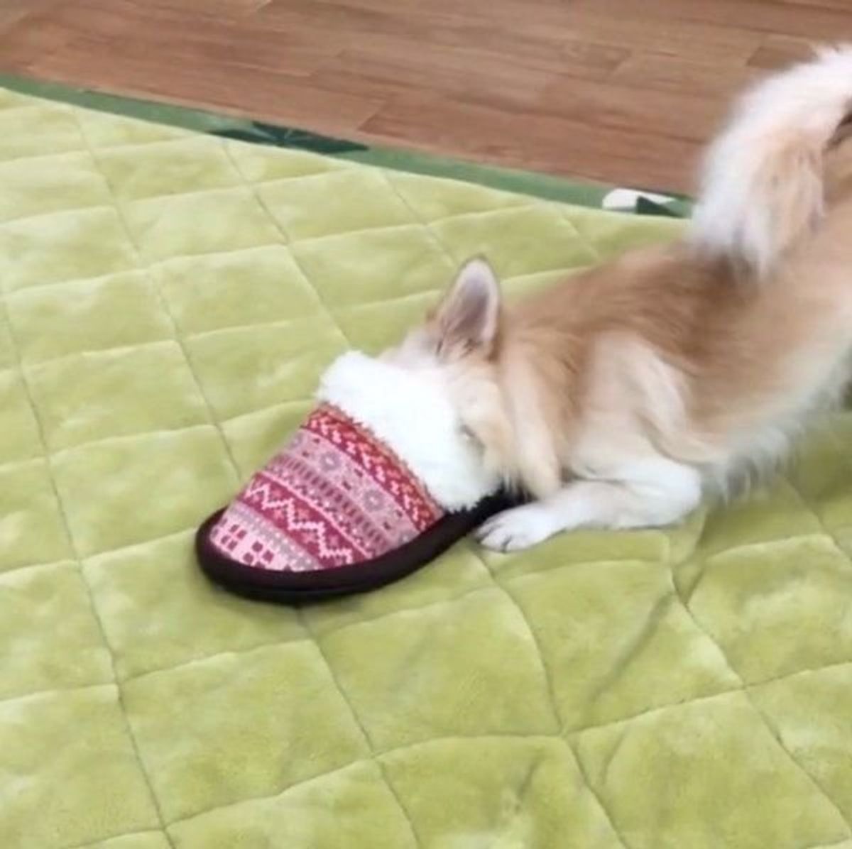 ボールがスリッパにハマって さあ大変 このあとの犬の行動とは いぬのきもちweb Magazine ボールがスリッパにハマって さあ大変 このあとの犬の行動とは いぬのきもちweb Magazine