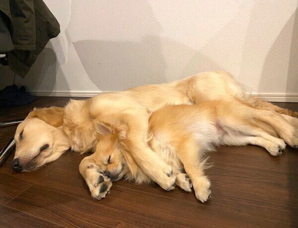 くっついて眠るぽん吉くんとらん丸くん