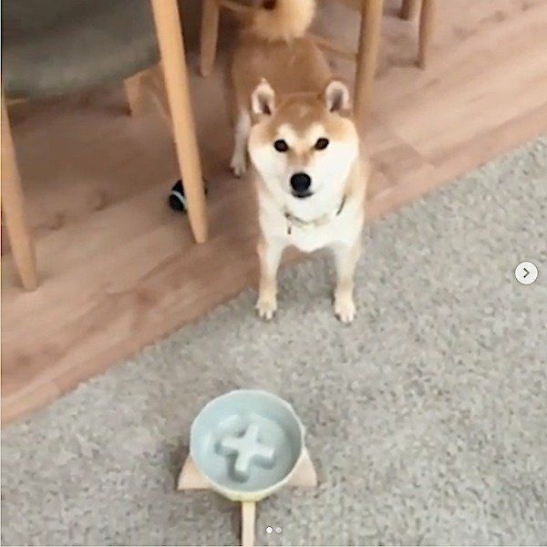 お皿を守る柴犬