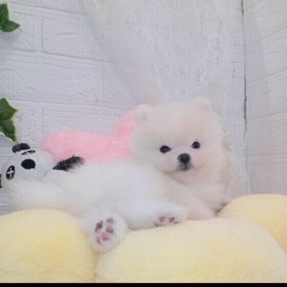 ポメラニアンのゆもちくん