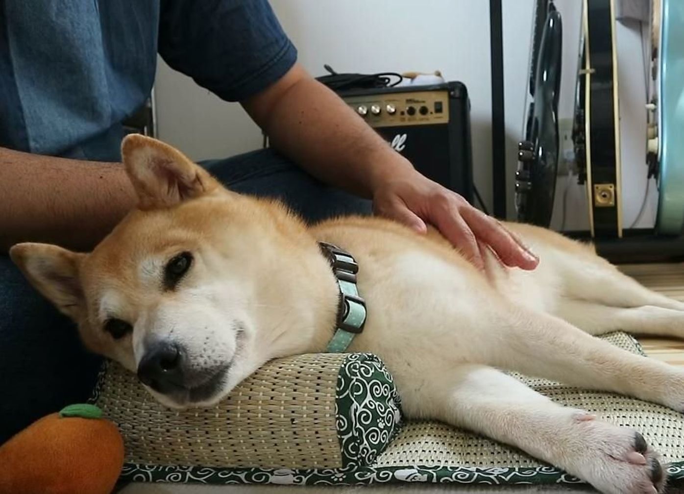 トントンされて眠くなる W 幼児みたいな柴犬 につられて眠くなる いぬのきもちweb Magazine トントンされて眠くなる W 幼児みたいな柴犬 につられて眠くなる いぬのきもちweb Magazine