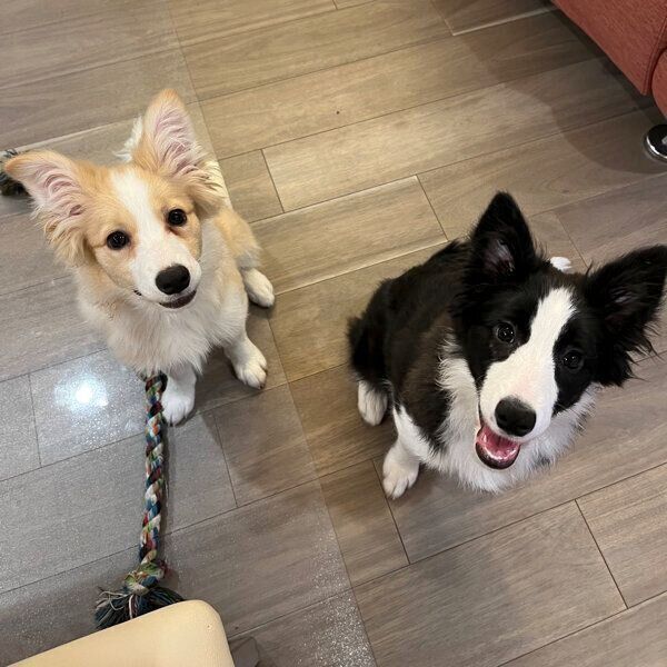 むぎちゃんとあんずちゃん