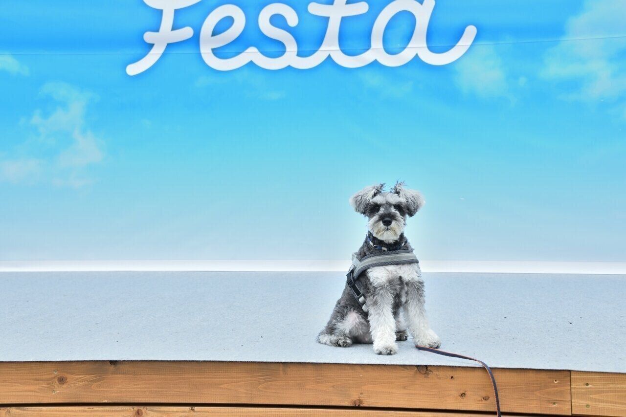 いぬのきもちフェスタ