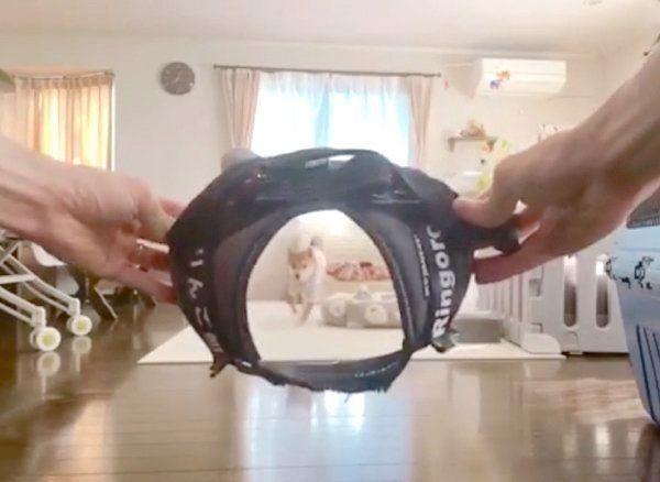 「すぽっ」の掛け声に反応する柴犬