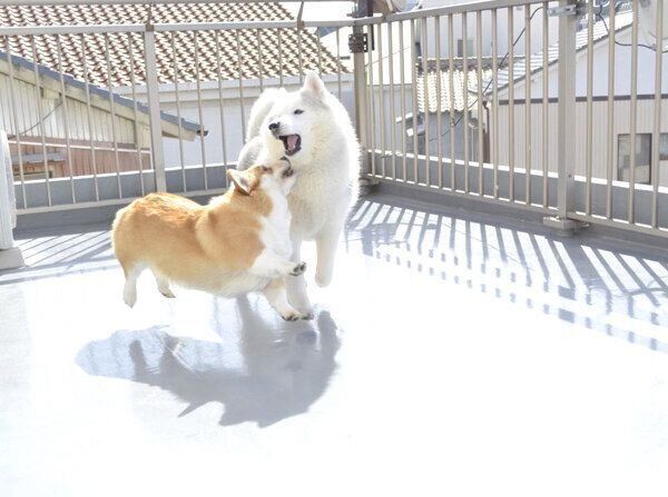 じゃれ合うキャリーちゃんとムギちゃん