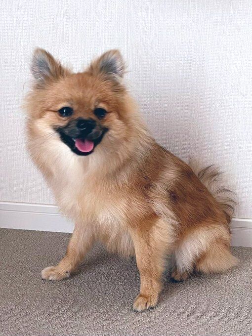 生後7カ月のポメラニアン