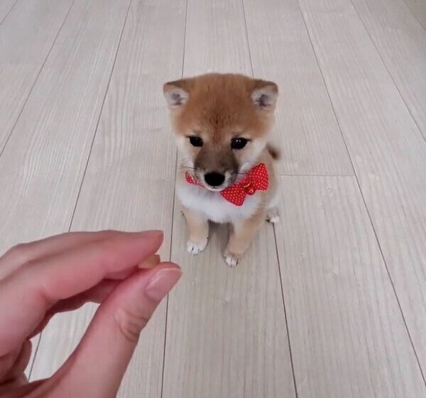 「マテ」の練習をするあまちゃん