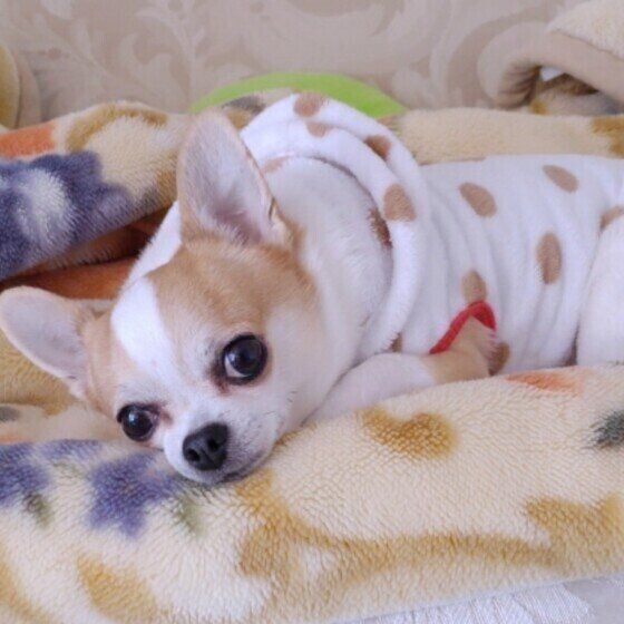 チワワのココくん