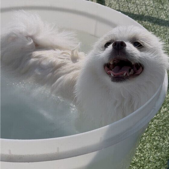 ポメラニアン　夏の一枚