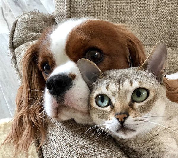 キャバリアとシンガプーラ