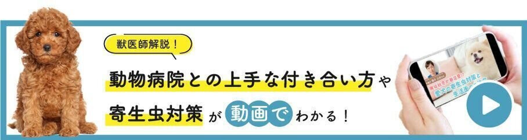 Pr フィラリア症に要注意 獣医師に教わる 愛犬を守るための知識 とは 体験談あり いぬのきもちweb Magazine