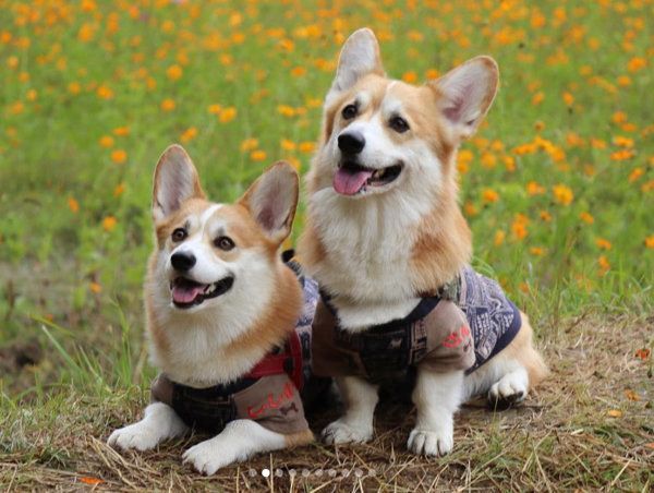 仲良しなコーギー