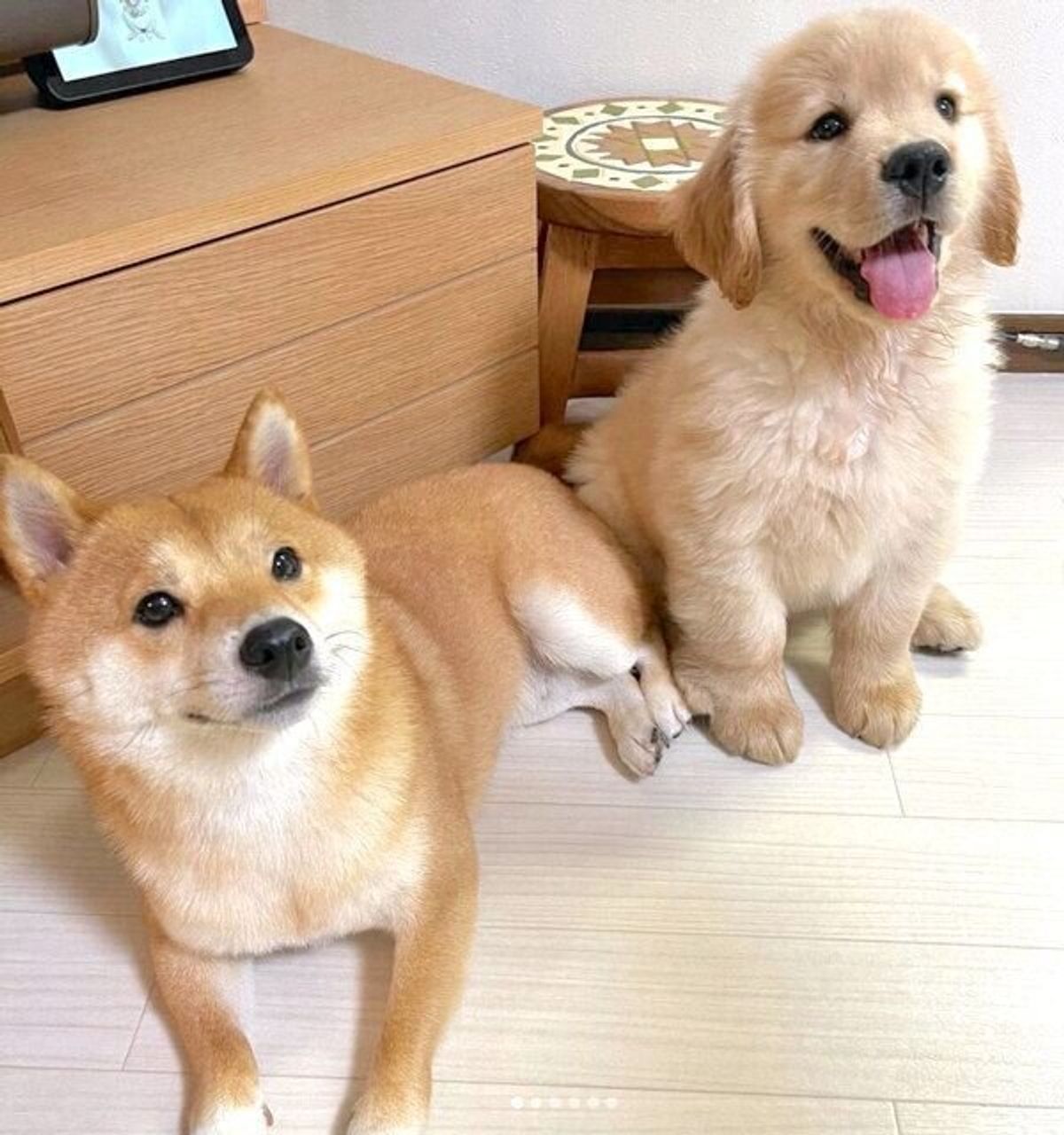 豆柴のもとに ゴールデンの子犬が仲間入り 日に日に距離を縮める姿が微笑ましい いぬのきもちweb Magazine 豆柴のもとに ゴールデンの子犬が仲間入り 日に日に距離を縮める姿が微笑ましい いぬのきもちweb Magazine