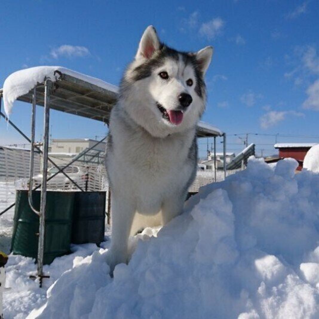獣医師監修 中型犬人気ランキング 飼いやすさ 飼育のポイントなどを解説 いぬのきもちweb Magazine 獣医師監修 中型犬人気ランキング 飼いやすさ 飼育のポイントなどを解説 いぬのきもちweb Magazine