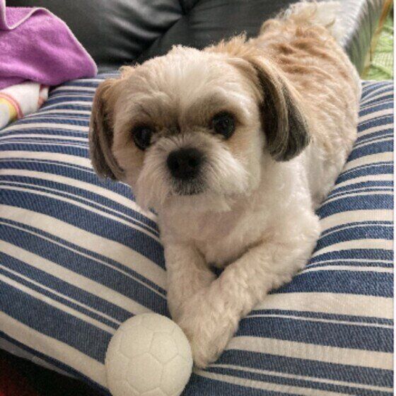 Mix（小型犬）のコタロウくん♪