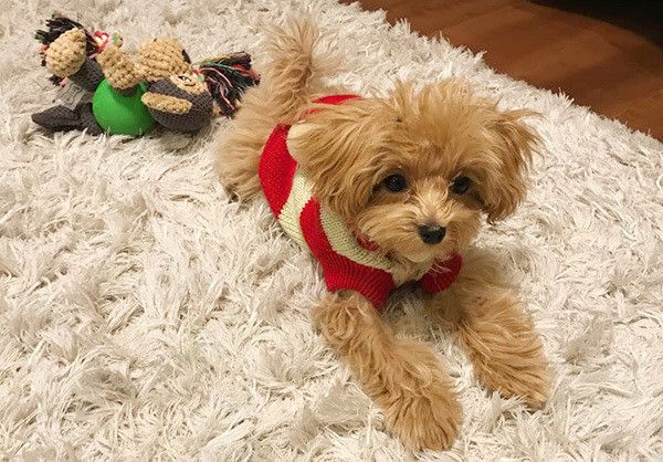 見つめるトイ・プードル