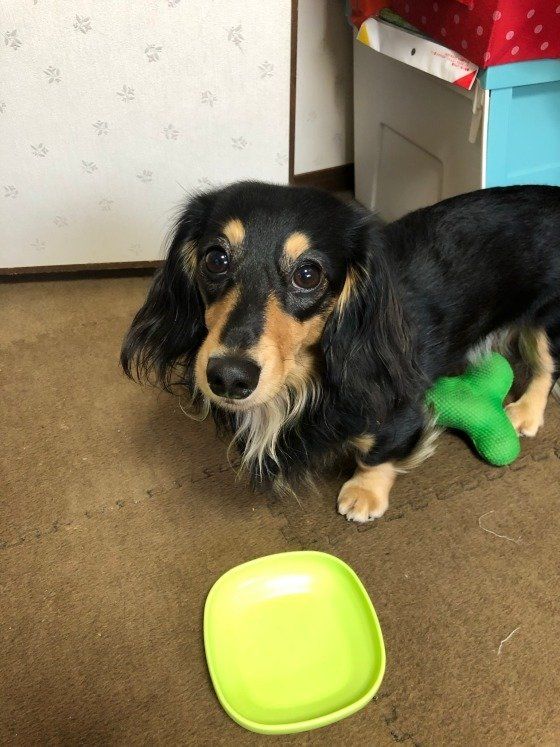 黄色いお皿とミニチュア・ダックスフンド