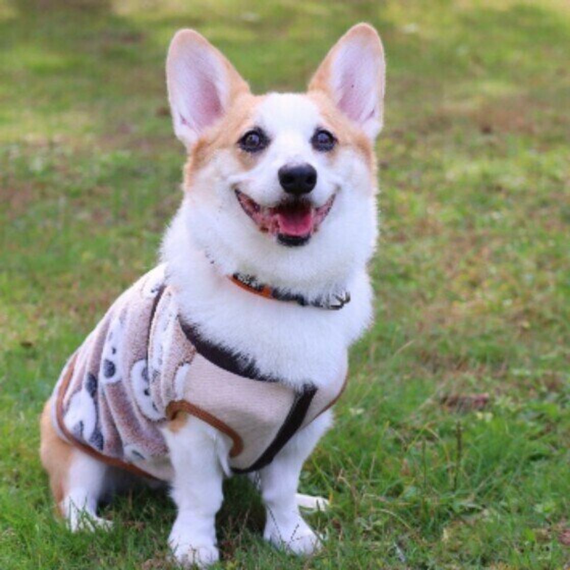 あくびや手足を舐める 犬の転位行動 ってナニ 獣医師に聞いてみた いぬのきもちweb Magazine あくびや手足を舐める 犬の転位行動 ってナニ 獣医師に聞いてみた いぬのきもちweb Magazine