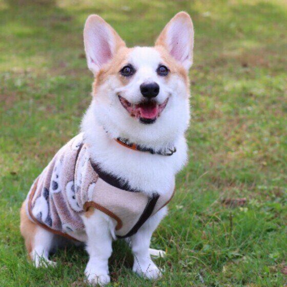 あくびや手足を舐める「犬の転位行動」ってナニ?獣医師に聞いてみた いぬのきもち