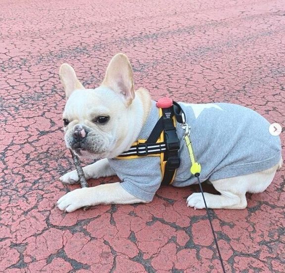 お散歩するみたらしくん