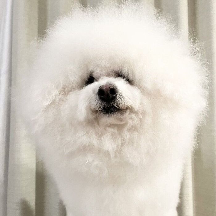 正面を向くプペルくん