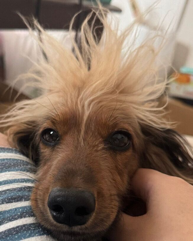 まったりしているおこげくん