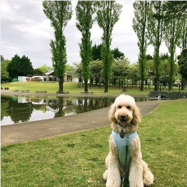 カメと対面ワンコ