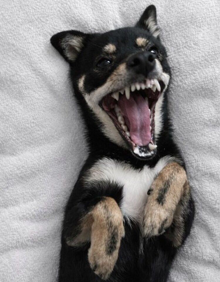 あくびをするおひめちゃん