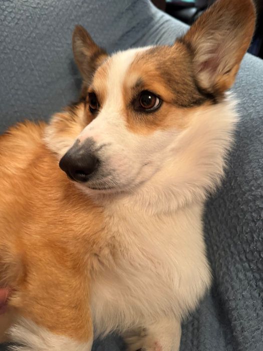 ソファーでくつろいでいる様子のカイくん