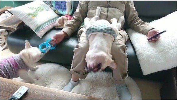 フレンチ・ブルドッグ