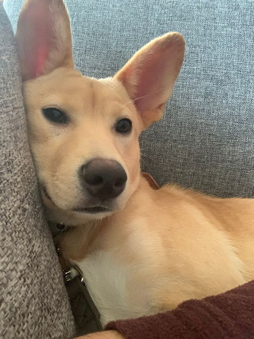 おうちに徐々に慣れ始めて枕に身をゆだねている犬