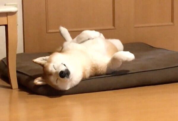 寝顔が可愛いロペさん