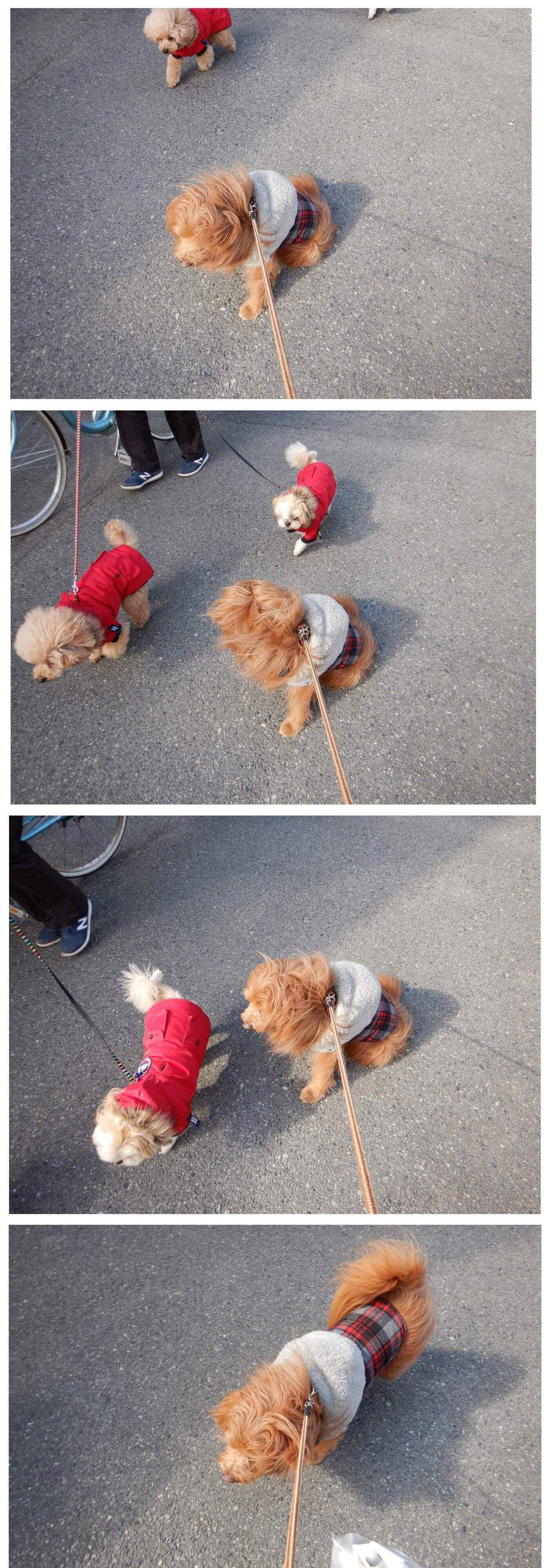 連載「こぐま犬てんすけ」