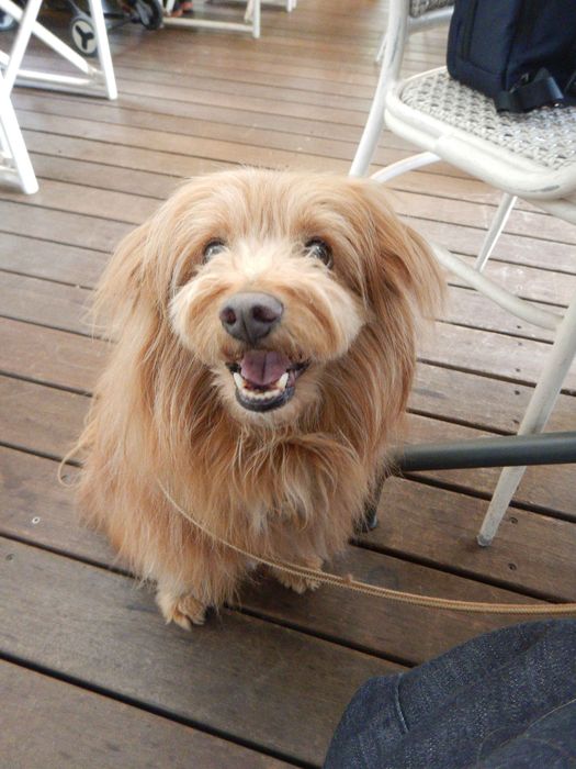 連載「こぐま犬てんすけ」