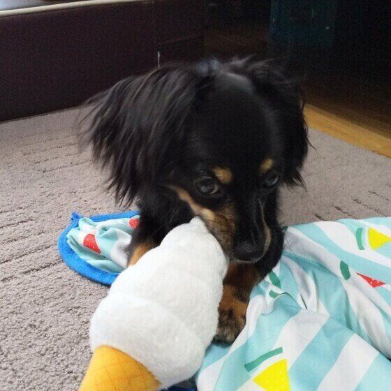 おもちゃで遊ぶ犬