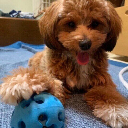 ボールで遊ぶ犬